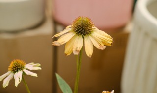 松果菊种植方法和时间 松果菊如何种植