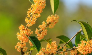 桂花养在室内的禁忌 室内养桂花的禁忌