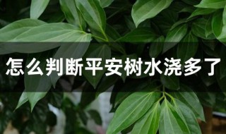 怎么判断平安树水浇多了 判断平安树是否水浇多的方法