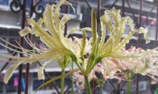 石蒜怎么种 石蒜的种植方法