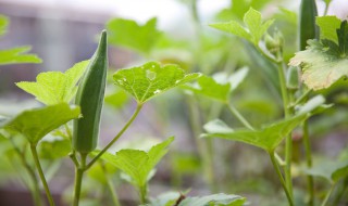 秋葵怎么种植 秋葵种植方法介绍