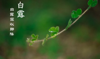 白露节气饮食特点 白露节气饮食特点是什么