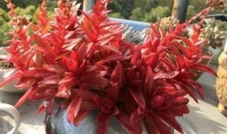 火祭为什么不红反变绿 火祭红反变绿的原因