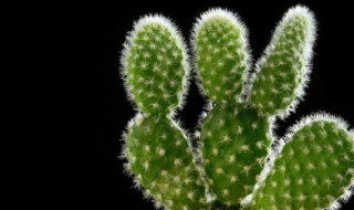 红掌怎么分株移栽 红掌是怎样分株移栽