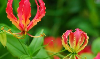 嘉兰百合如何过冬 嘉兰百合过冬教程