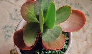 唐印的养殖方法和注意事项,繁殖 唐印的养殖方法