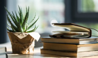 芦荟的生活环境 芦荟生活环境简介