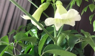 幸福树开花寓意着什么 幸福树开花有什么寓意