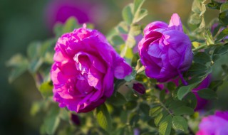 别人送的玫瑰花怎么养才不会枯萎 别人送的玫瑰花养殖技巧