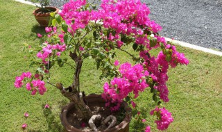 五色梅修剪时间和方法 五色梅如何修剪