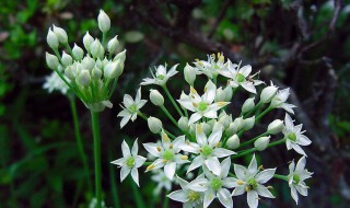 韭菜花一般在几月上市 韭菜花的简介