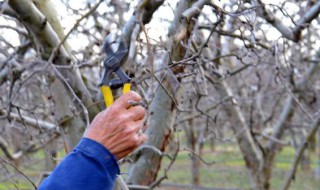 苹果树秋季修剪方法 苹果树秋季如何修剪