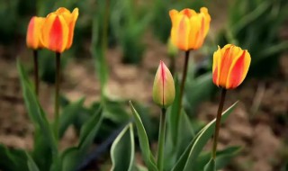 郁金香开完花不挖出来可以吗 郁金香开完花不挖出来行吗