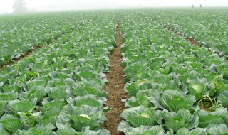 包菜育苗怎么育苗 包菜育苗如何育苗