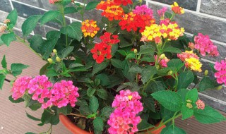 五色梅结籽了怎么办 五色梅结籽了的方法