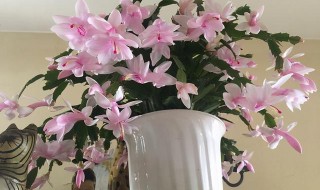 蟹爪兰立秋后可以换盆吗 立秋之后蟹爪兰能不能换盆