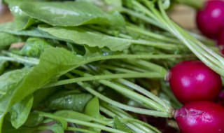 萝卜菜种植时间和方法 萝卜菜种植的时间和方法