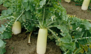 萝卜苗倒伏了还能长萝卜吗 萝卜苗倒伏了还能不能长萝卜