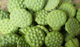 新鲜莲蓬保鲜窍门 新鲜莲蓬保鲜的方法有什么