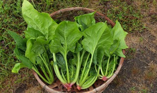 菠菜保鲜窍门 菠菜保鲜有什么窍门