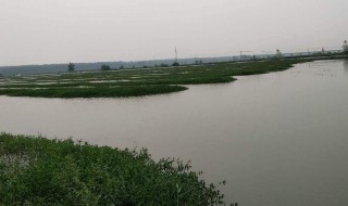 鱼塘使用二氧化氯禁忌 鱼塘使用二氧化氯禁忌有什么