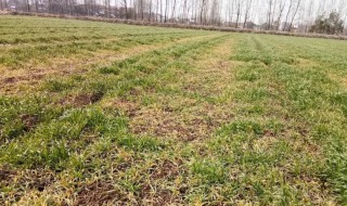 谷莠子用什么除草剂 谷莠子除草剂介绍