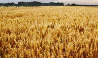 小麦能代替玉米喂牛吗 小麦能不能代替玉米喂牛