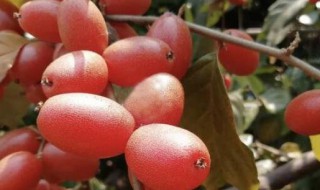 羊奶果怎么吃 羊奶果食用方法