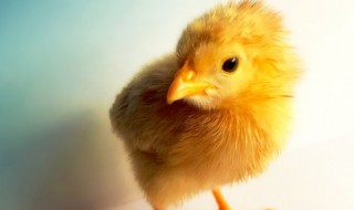 鸡淋了大雨如何补救 如何补救鸡淋了大雨