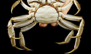 生螃蟹可以冷冻保存吗 生螃蟹能不能冷冻