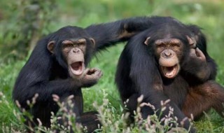 与人类亲缘关系最近的是什么 有关与人类亲缘关系最近的是什么