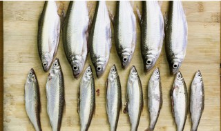 小白条的钓法及饵料 钓白条的技巧和饵料