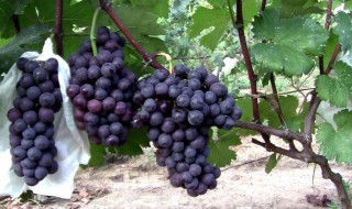 巨峰葡萄膨果喂什么肥 怎么给膨果期的巨峰葡萄施肥