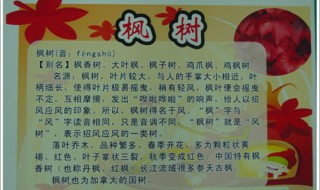 三年级植物记录卡怎么写 三年级植物记录卡这样写简单又全面