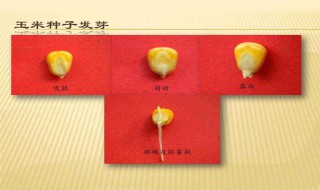 玉米种子发芽需要多长时间 答案在这里