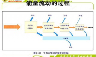 能量流动的概念 能量流动的概念简述