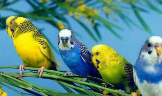 虎皮鹦鹉散养和笼养区别 手养虎皮鹦鹉和散养虎皮鹦鹉的对比