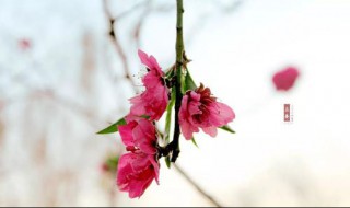 春季如何养生保健 养生方式