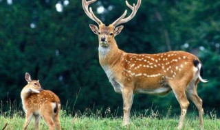 鹿的寓意是什么 一起来看看