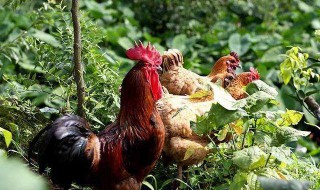 菜园种什么菜鸡不会吃 具体介绍