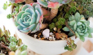 三年级植物观察记录表怎么做 植物观察记录表组成的部分