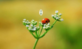 惊蛰属于哪个季节的节气 惊蛰的含义是什么