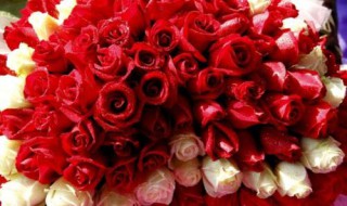 情人节给对象送什么花 你懂了吗