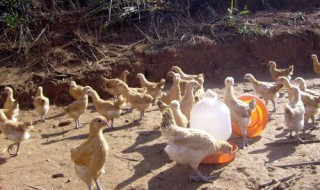 土鸡生态循环养殖模式 土鸡怎么进行生态养殖