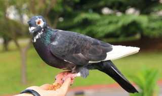 鸽子吃的保健沙怎么做 喂鸽子吃的保健沙配方是什么