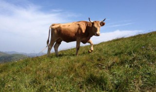 白矾喂牛该怎么喂 你知道吗