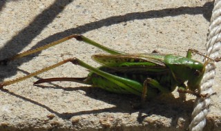 蝈蝈的习性 蝈蝈饲养方法