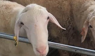 大棚养只羊每平方能养多少只 了解一下