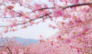 樱花校园2怎么下载 樱花校园2下载方法