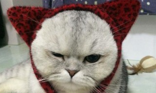 适合铲屎官发的句子（适合铲屎官发的句子简短）